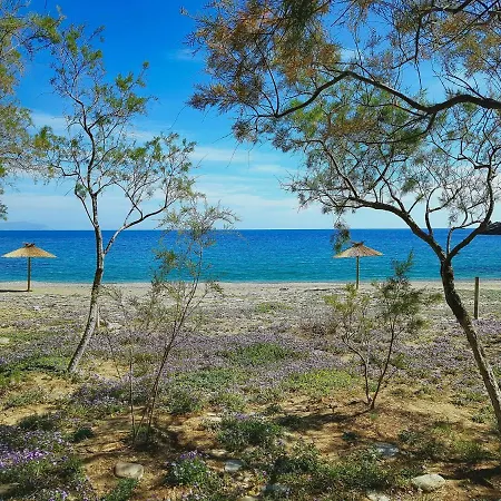 Under Royal Oaks Pera Meria