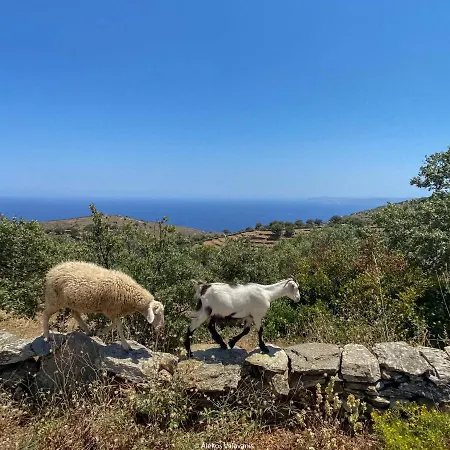 Under Royal Oaks * Pera Meria