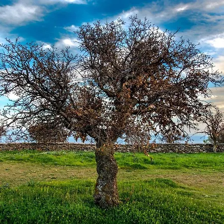 Hébergement de vacances Under Royal Oaks Pera Meria