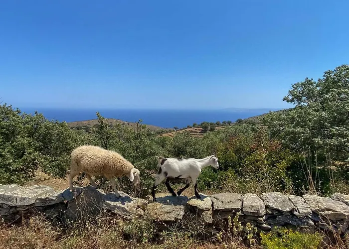 Under Royal Oaks * Pera Meria